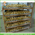 Fresh Ginger Exporter Chinese Ginger 150g jusqu&#39;à 7kg / 8kg Boîte en PVC